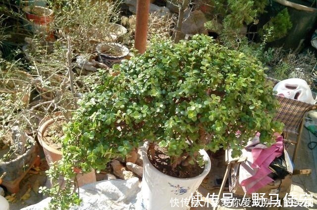 龙骨|什么发财树，平安树，不如这2种“老树”好养，大气，富贵又镇宅！