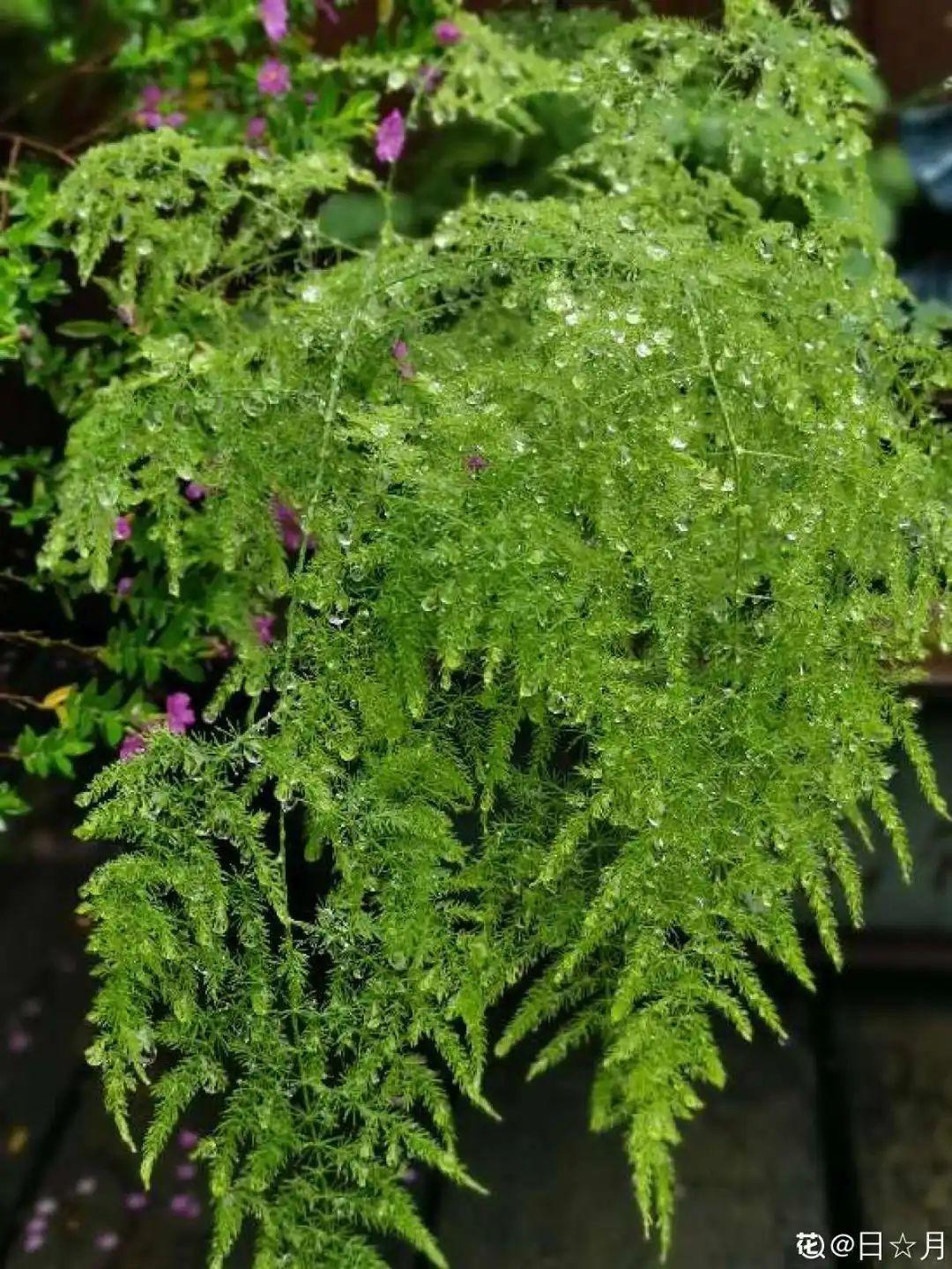 3种花不用扦插,掰下来就能活,1盆变10盆,懒人也能养!