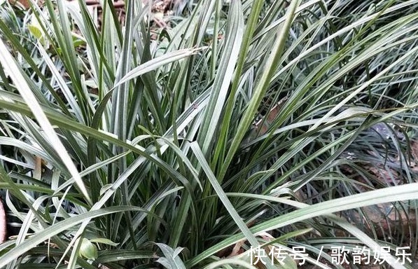 芒果皮|兰花长得慢，1种“果皮”用一用，加上“营养水”，爆盆不停！