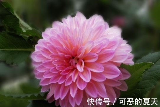 山茶花|养这几朵花，花香浓郁，花期长，开花芳香四溢，花朵稠密惹眼