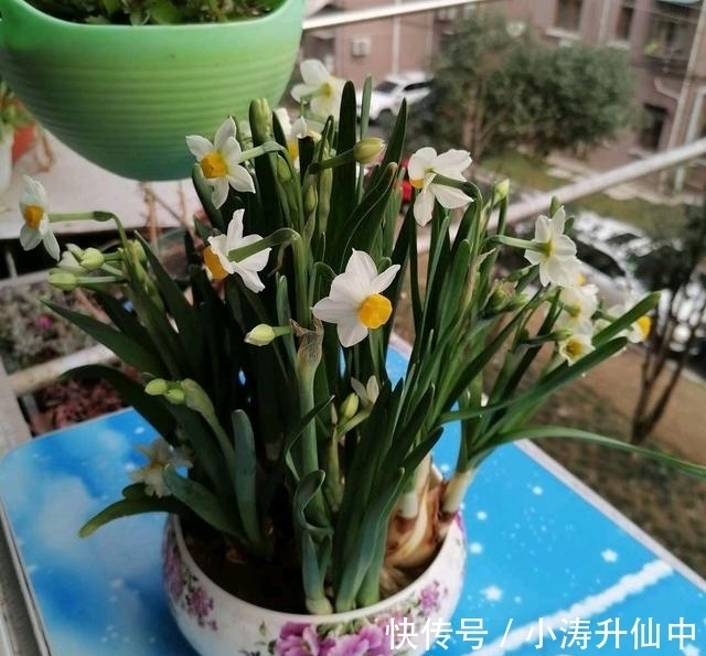 五色梅|8种常见“有毒花”,小心误买回家,家里有小孩要谨慎,安全第一