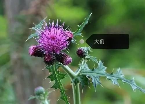 150种常见植物及花卉，你认识几个？