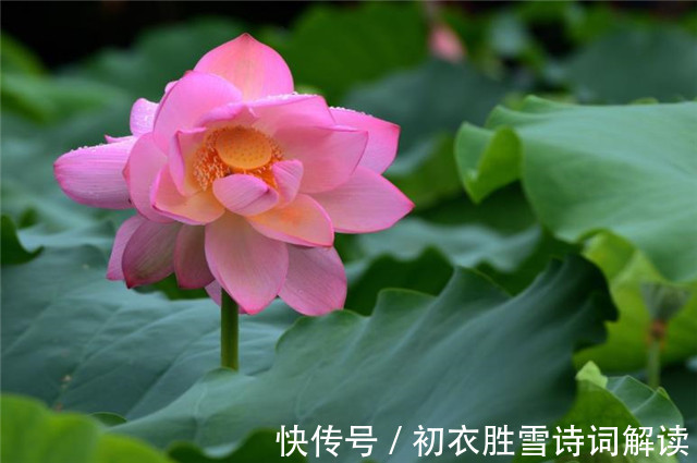 并蒂|并蒂莲花诗词七首赏读:露湿红芳双朵重,并蒂芙蓉本自双