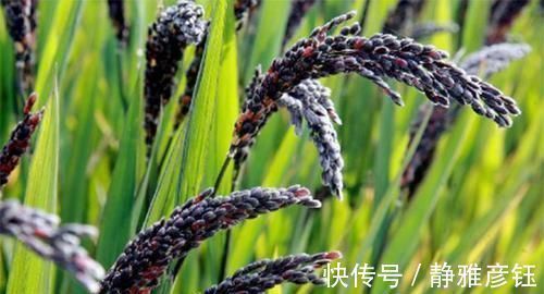 黑米|女人40岁后,挨饿也别吃“催老剂”,要多吃3种“天然胶原蛋白”