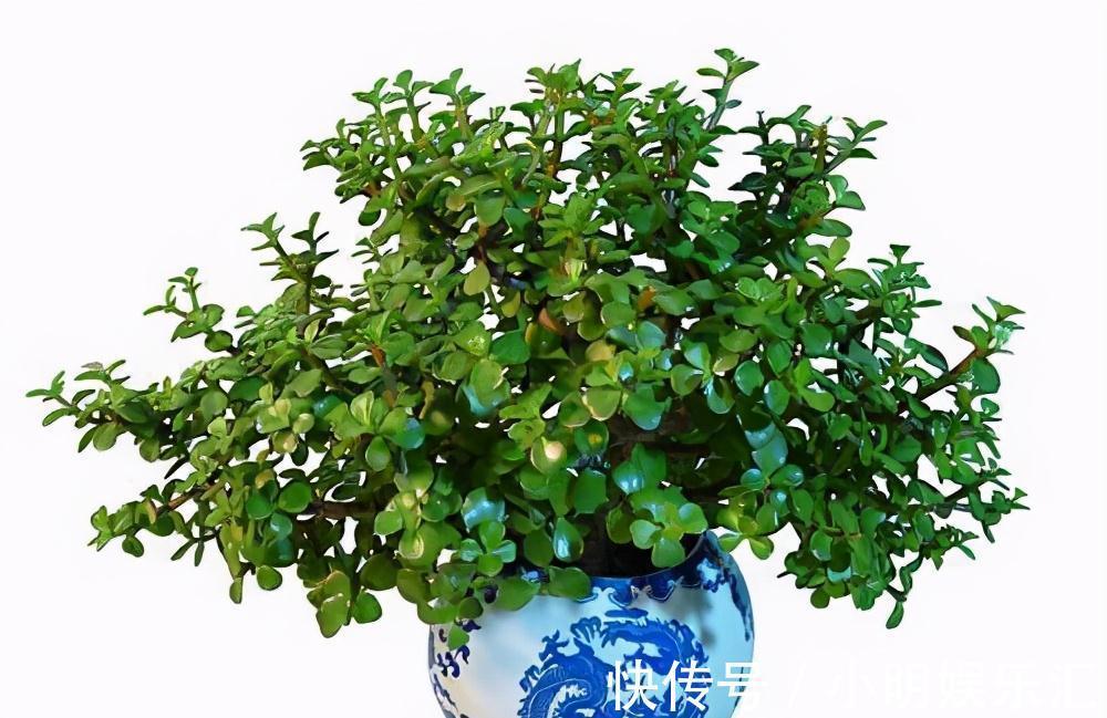 5种“金字花”,富贵招财有“好兆头”,当成年宵花,吉利又旺家