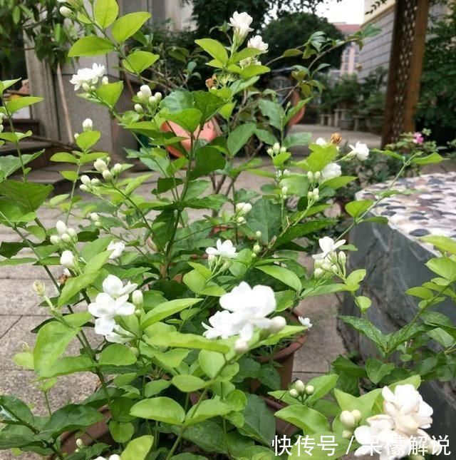 茉莉|茉莉修剪后，新枝细弱是这3点没做好，改一改，茉莉复花又爆盆