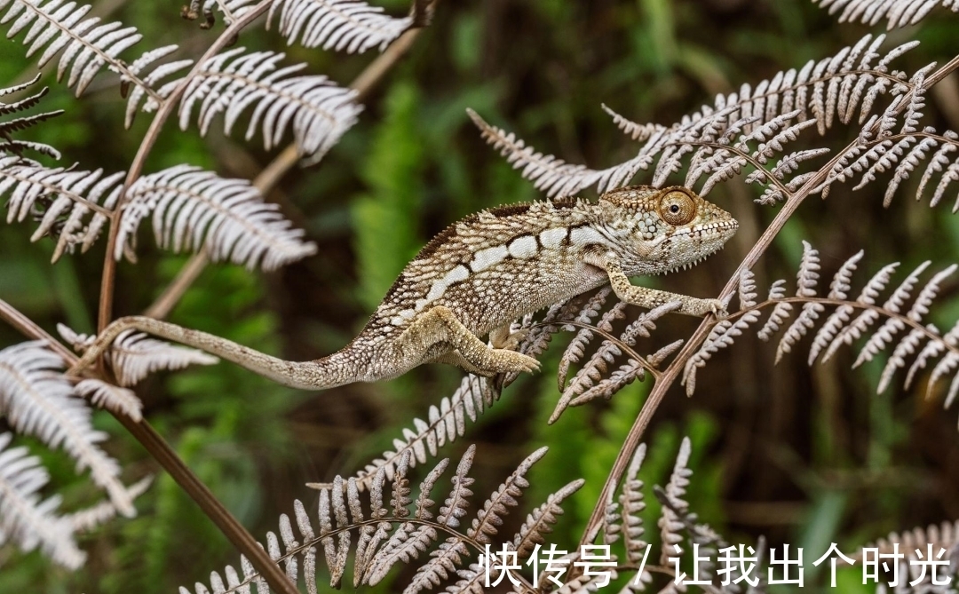 纳米晶体|变色不是为了“伪装”？而是交流和控制体温，动画片都是骗人的