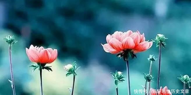 菜根|处世奇书《菜根谭》20句名言, 看到就是收获!