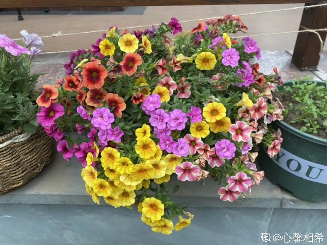 蓝目菊|蓝雪花妥妥的开花机器，花量大、花期长，让人不得不爱