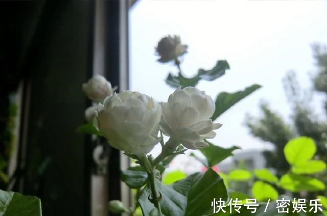 茶叶|给茉莉花喝点以下饮料，叶片绿油油，花骨朵一直长