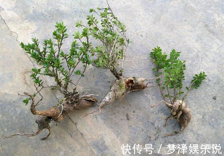 农村一种植物，人称“叶上花”，盆栽很漂亮，跌打损伤，胃疼可用