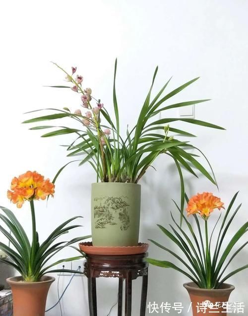 高手都用啤酒养君子兰,具体有啥好处?可能很多人都不知道!