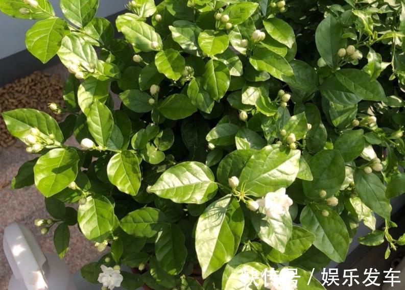 养花|秋日养花，存在哪些忌讳？此4处，做得越多错得越狠