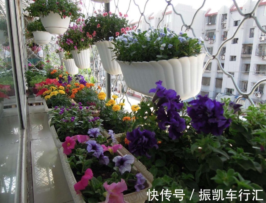 植物|室内养花,弄错这3件事,植物长不好,主人爱生病