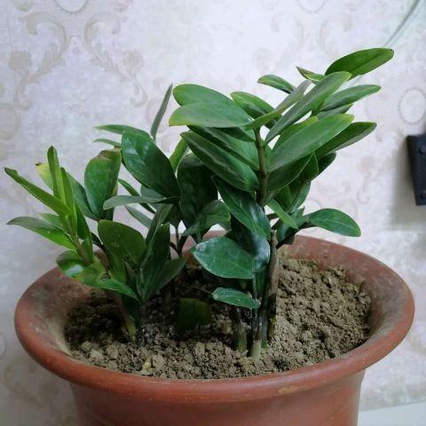 叶片|金钱树夏季养护四步曲，做好了，呼呼冒芽，生长旺