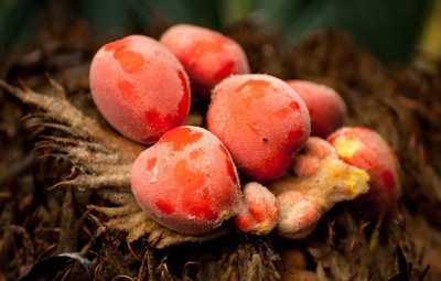 止咳化痰|入秋之后,经常咳嗽还痰多,可以吃此果,止咳化痰功效好