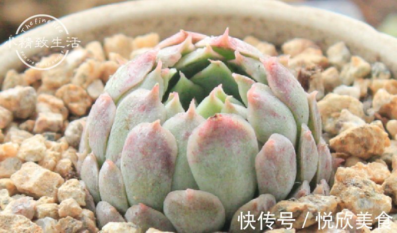 多肉植物什么时候浇水,看这3处精准判断,四季适用,全国通用