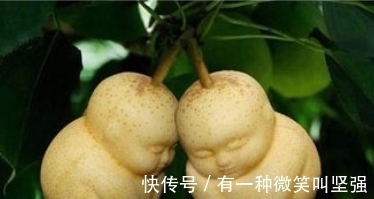 梨园|女子路过一梨园,发现梨树上长着“人参果”,走近后她乐开了花