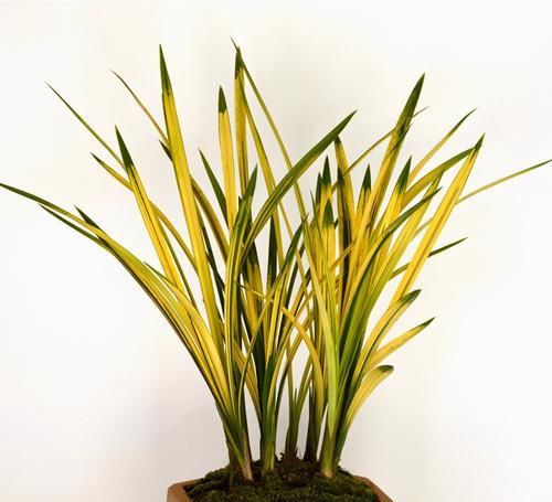 叶片|建兰铭品“八宝奇珍”,香味扑鼻,叶片顶级,养护简单,物美价廉