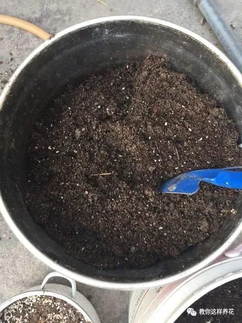 内脏|冬天养花埋点它,开春就疯长,1年不施肥一样绿油油!