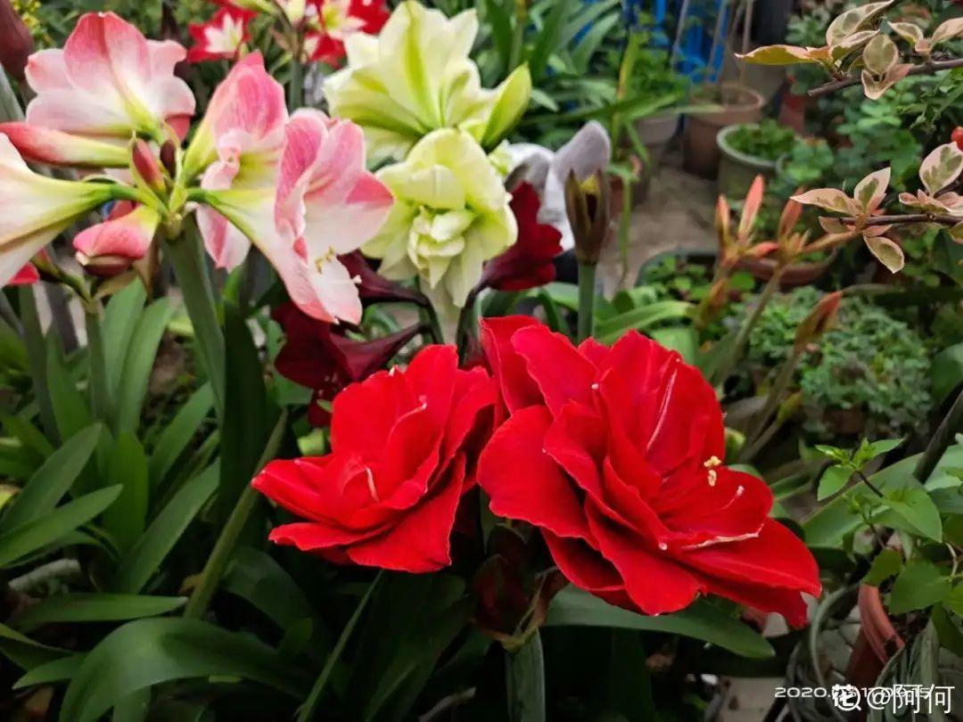 再穷也要养长寿花，寓意好、开花美，养人又养家！