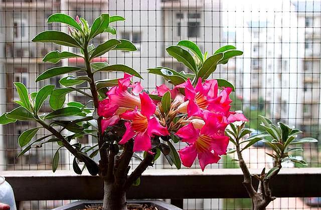 沙漠玫瑰养好并不难，做好一点，小盆栽也能变成“参天大树”！