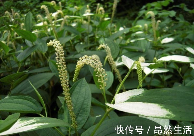 治疗脚气|农村常见野草，人称“脚气草”，可治疗脚气，市场15元一公斤