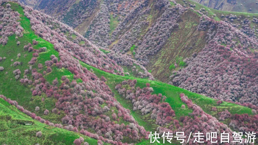 薰衣草|1028名日本人报名游新疆？新疆颜值实锤了，一年四季，美丽不停歇