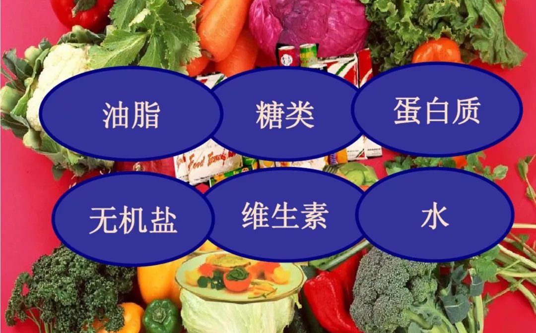 蛋白质|为什么基础代谢降低就容易胖呢?减肥应该如何增加营养呢?
