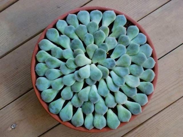 6种多肉会“变形”，花盆吊起来养，叶子2米长，能当“门帘”！