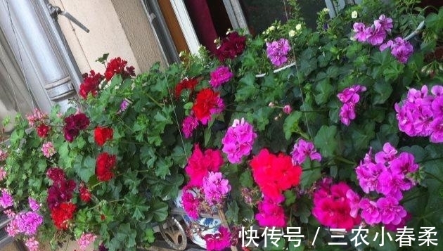 扦插|天竺葵扦插繁殖, 一盆变多盆, 夏天长爆盆!