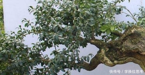 爸爸挖的极品黄杨树桩,做成盆景美翻了,可遇不可求!