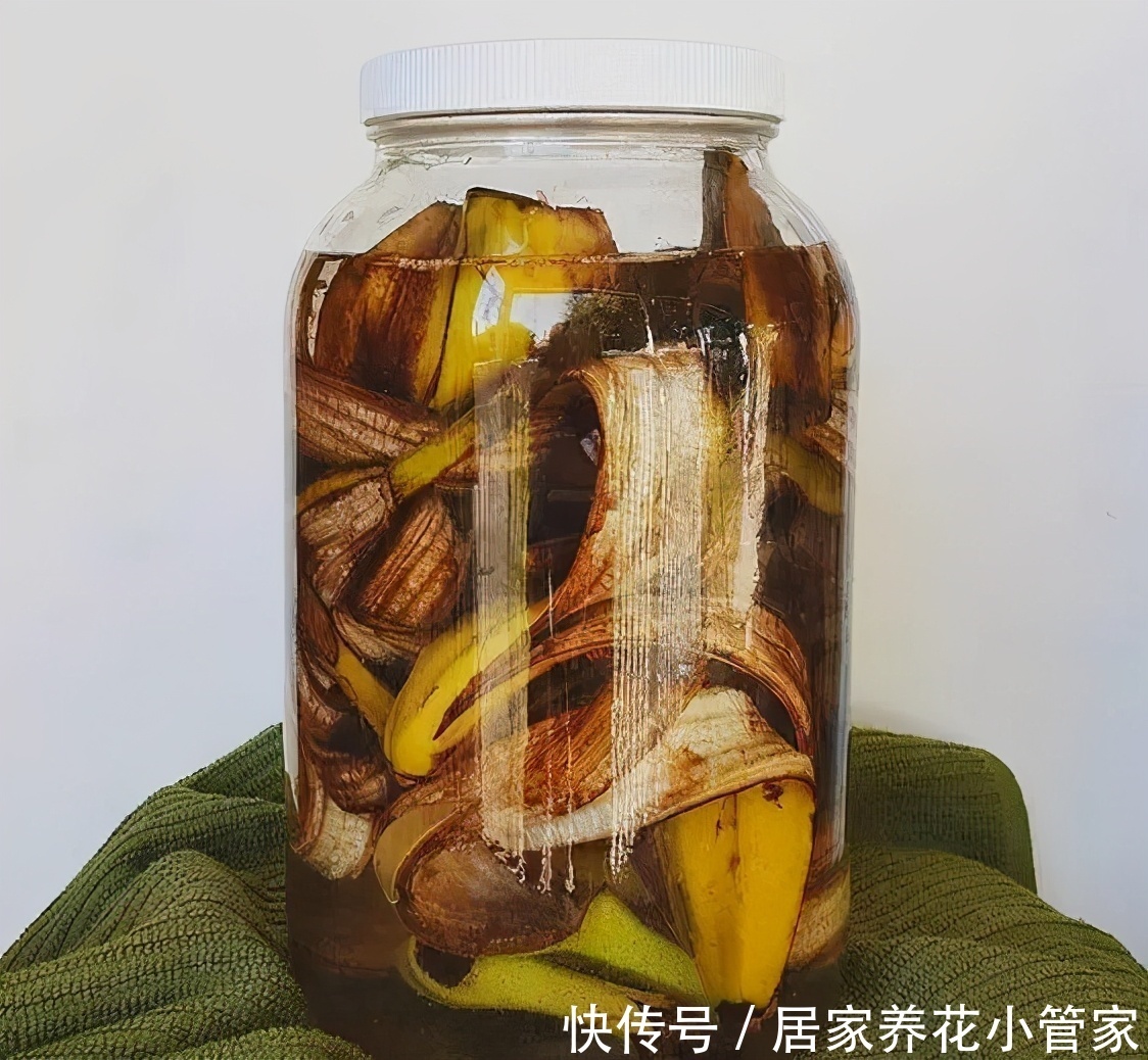 香蕉皮不要扔,用来养花好处多