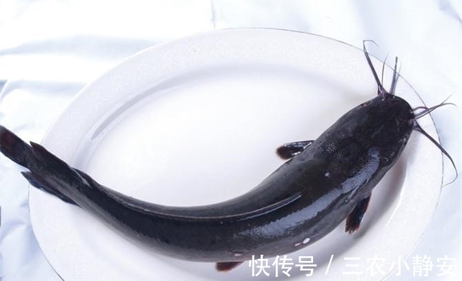 肠子|秋季是钓鲶用的好季节, 野钓鲶鱼使用上面饵料和窝料比较好