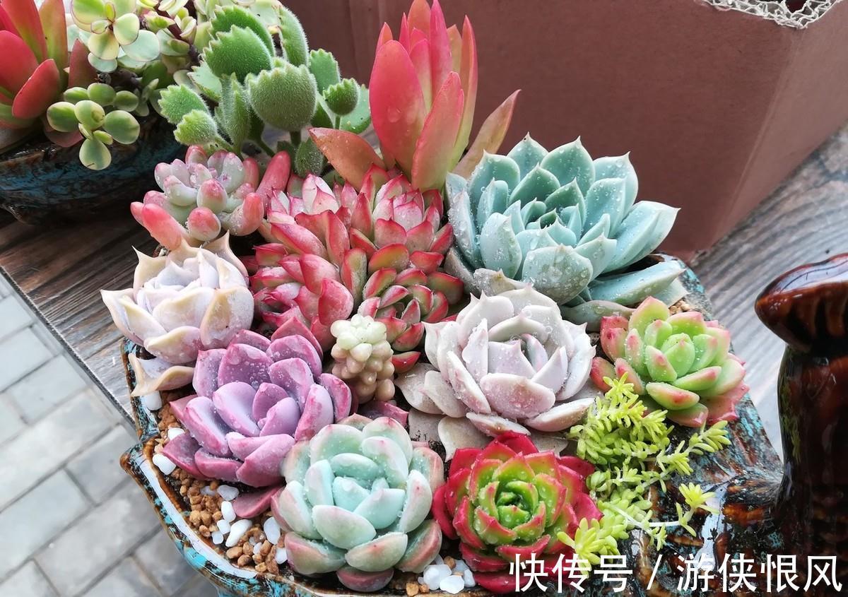 喜欢的多肉太多了,不如放在一起打造多肉组合盆栽,让美丽翻倍