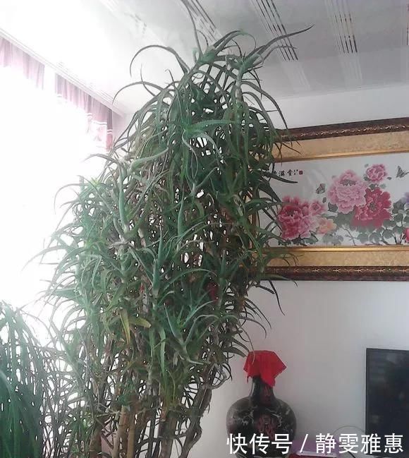 10年芦荟老桩，做成盆景超级好看，观赏价值特别高