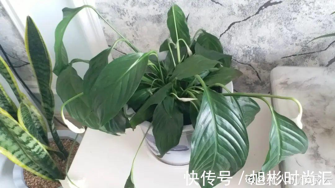 10种花，一天不见水就萎缩，狂补水就对了！