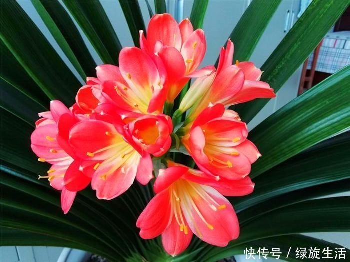 没经验的别养这3种花,买几棵死几棵,黄叶烂根不开花