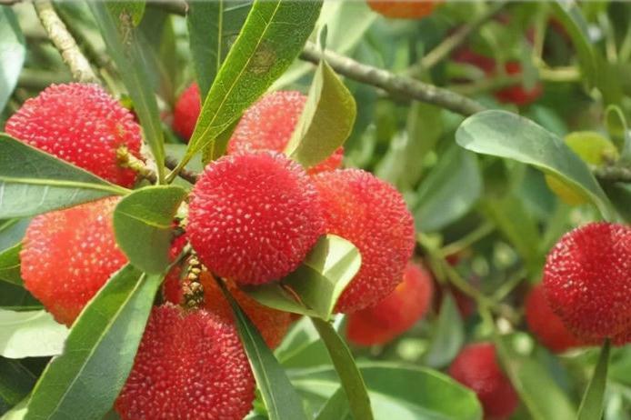 维生素c|预防身体衰老,不可错过的美食,清热解毒,预防便秘,吃了肌肤好