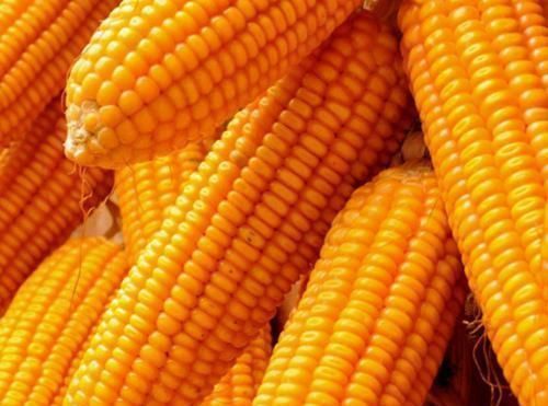 下半身|肚子和下半身有赘肉的人,推荐多吃4种食物,减脂超快