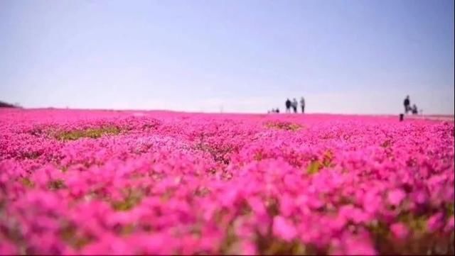 “我是你的光，带你去旅行”。淄博沂源沐心双马山首届芝樱花文化节开幕