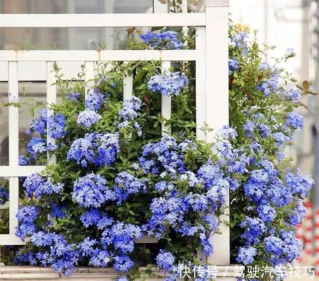 这8种懒人花,花期长,好看又好养!这8种懒人花,花期长,好看又好养!