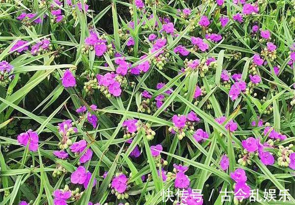 油画|养花试试这几款，叶子色彩斑斓，如油画般