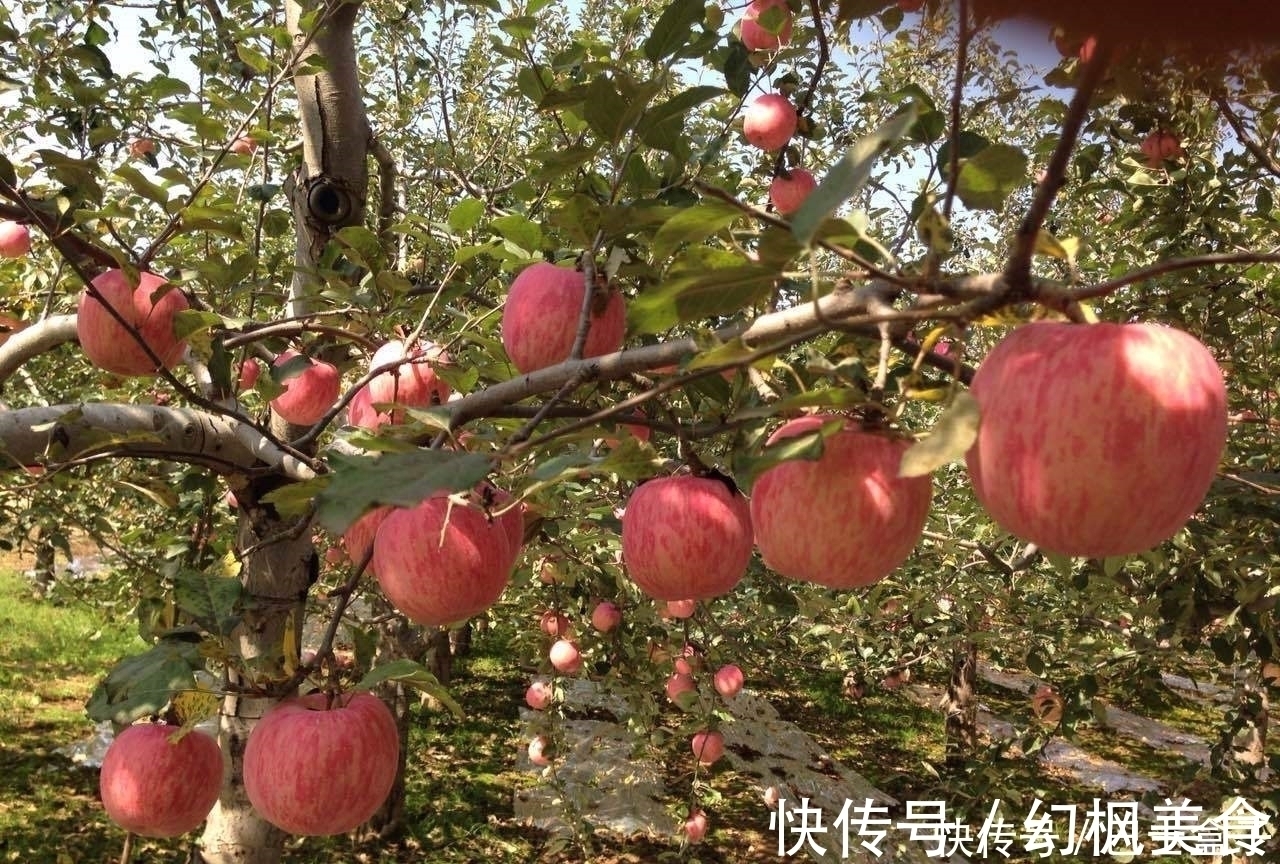 抗氧化物|晚上吃苹果,对健康是好还是坏?今天就一次性告诉你答案,了解下