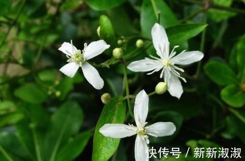 褚实子|骨质增生必看!一个非常强大快要失传的方子,2味药治好5年足跟痛