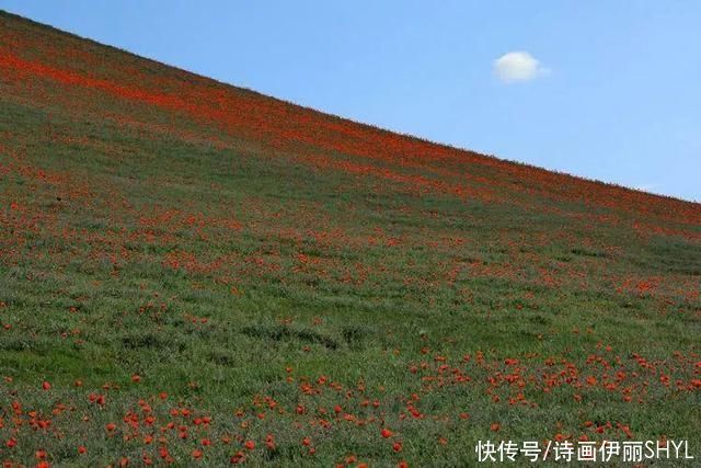 艳压群芳|美丽新疆:天山红花红似火