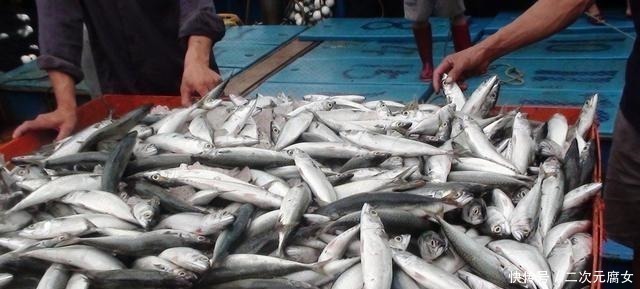 行家|以后去市场买这5种鱼,连鱼铺老板都会夸你是行家