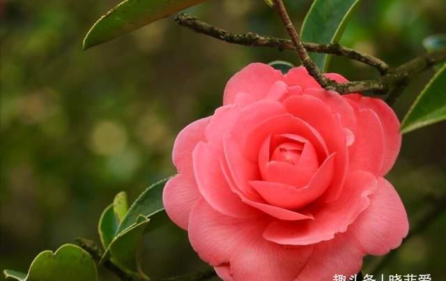 芙蓉葵|3种花耐寒又耐热，南北都能种，开花色彩艳丽，高雅大气