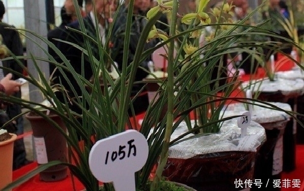 农村|农村这种植物一株卖十几万,可遇到后万万采不得,到底为什么?