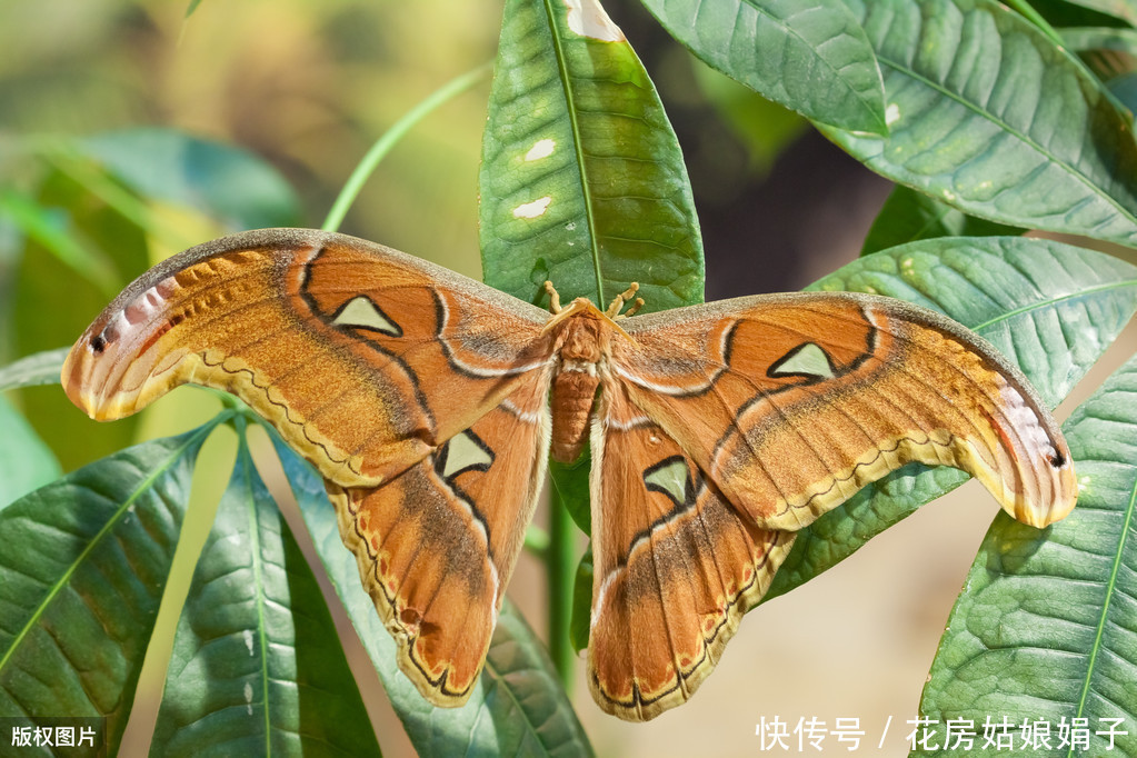 教你发财树的养殖技巧，只需记住4点，不烂根，猛蹿2米高